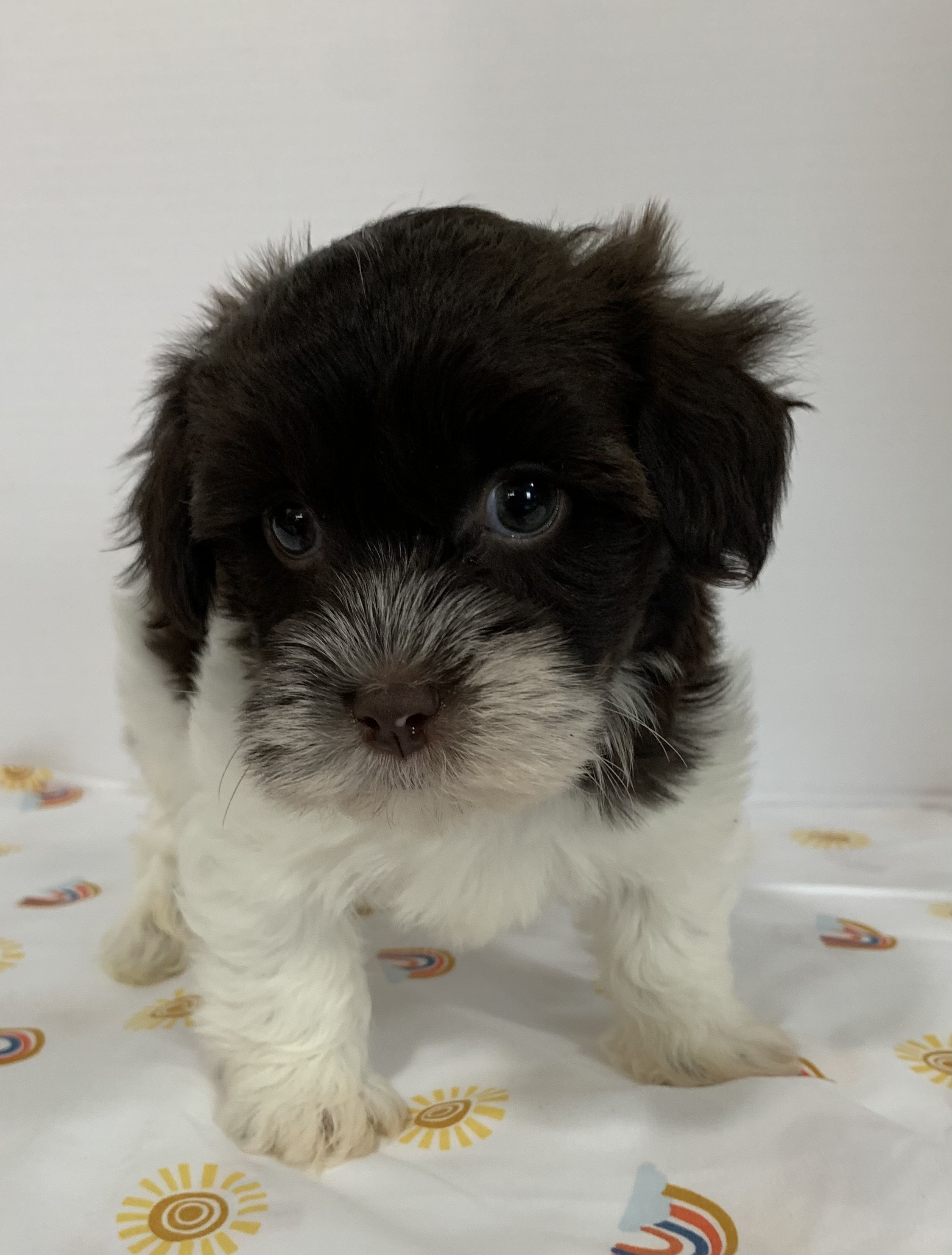 puppy, for, sale, Havanese, Debra K Lott, dog, breeder, Merit, TX, dog-breeder, puppy-for-sale, forsale, nearby, find, puppyfind, locator, puppylocator, aca